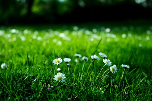 Close-up view of daisies blooming in a lush green meadow under bright daylight.